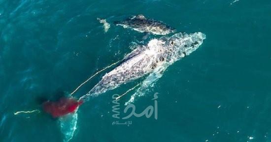 مساعٍ لتحرير حوت عملاق عالق في شبكة صيد مهجورة قبالة سواحل إيطاليا - فيديو