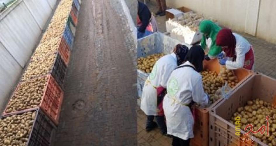 البدء بتصدير الشحنة الأولى من البطاطس من قطاع غزة إلى الكويت