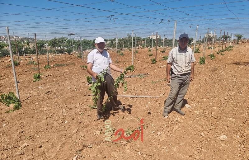 مستوطنون إرهابيون يقطعون مئات "أشجار العنب" شرق الخليل- صور