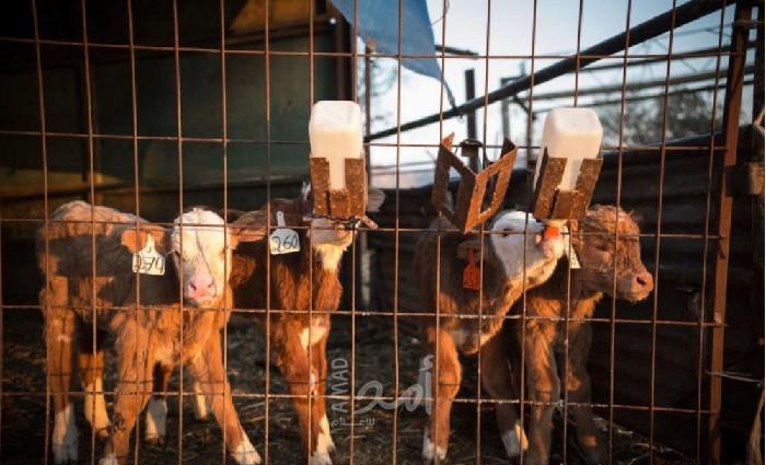 الاقتصاد: فتح باب "طلبات استيراد" الاسمنت ولحوم العجل والخروف المجمدة