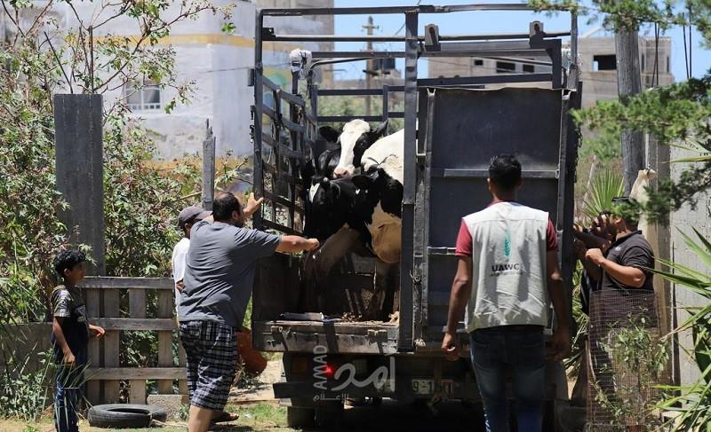 غزة: العمل الزراعي يطور من "مربيات الأبقار الحلوب" بتوزيع سلالات جديدة
