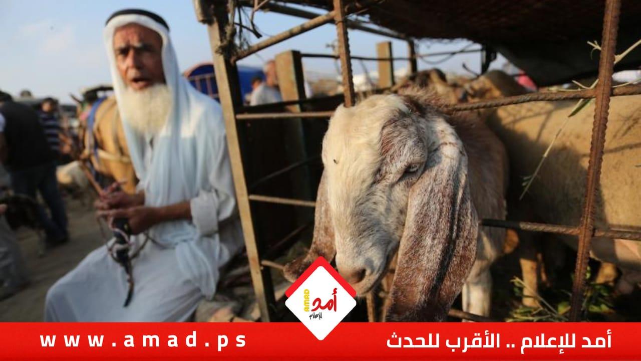 جنين: جيش الاحتلال يمنع أهالي قريتي أم الريحان وظهر المالح من إدخال أضاحي العيد