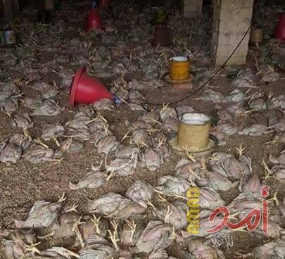 ضبط 200 كيلو دجاج لاحم فاسد بقرى شمال غرب القدس