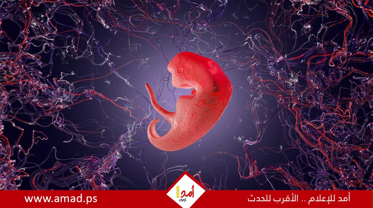 علماء إسرائيليون يطورون نموذج "جنين بشري" دون حيوان منوي أو بويضة أو رحم
