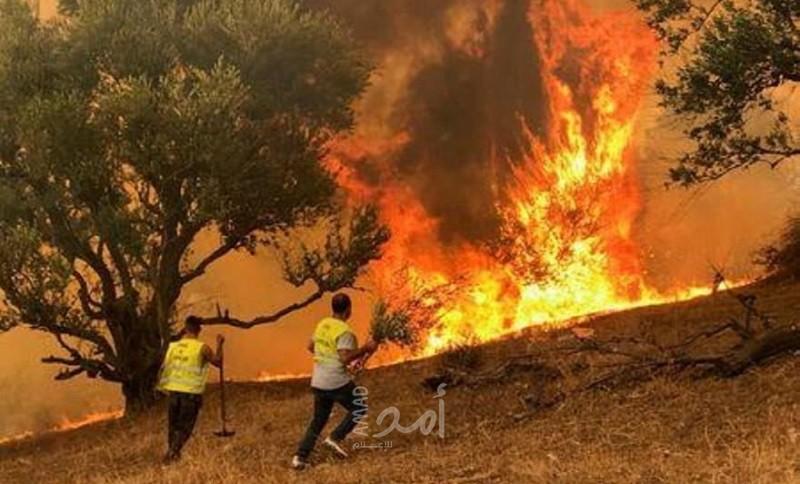 الجزائر تعلن إخماد حرائق ولاية تيزى وزو