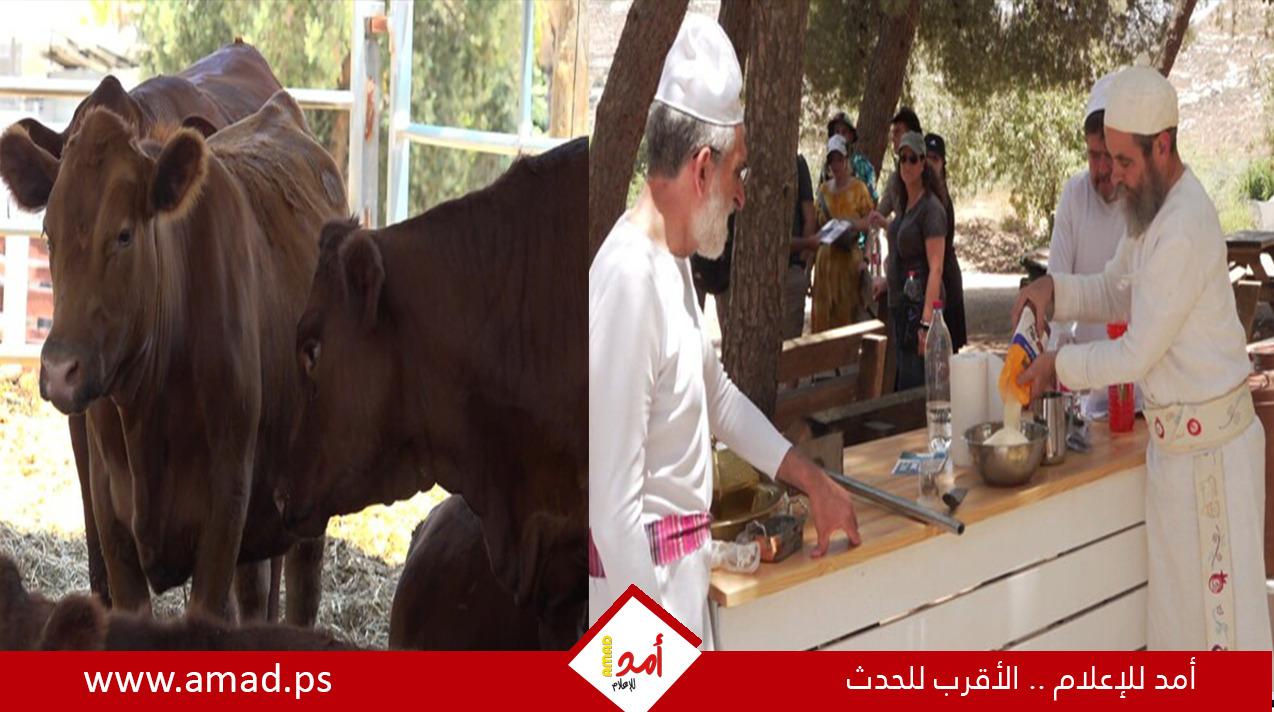 اعلام عبري: جهود تهودية تبذل لبناء "الهيكل الثالث" وحرق بقرة حمراء