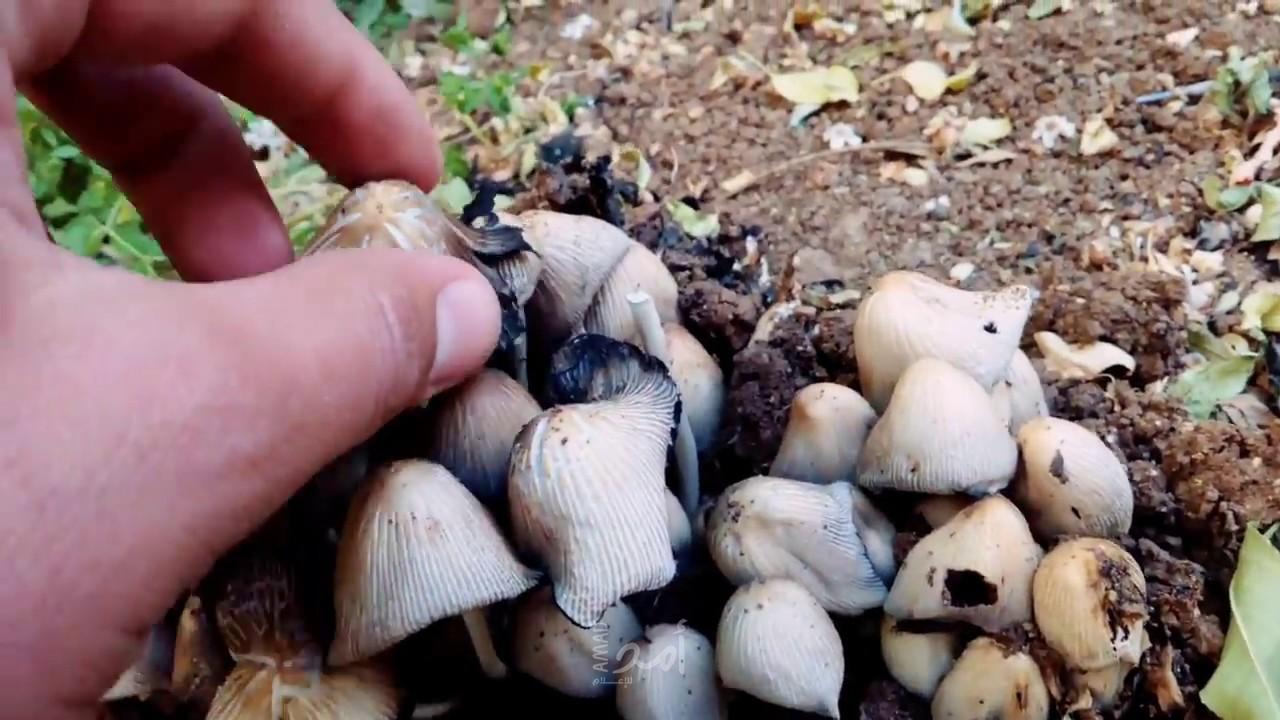 علماء يكتشفون ..   الفطر  علاج سحري للاكتئاب