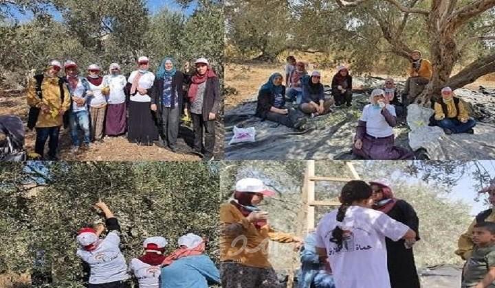 اتحاد الجان العمل النسائي ينظم حملة تطوعيه لقطف الزيتون في محافظة طولكرم