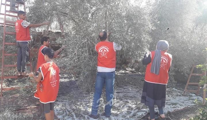 المنظمات الجماهيرية لـ"الديمقراطية" تنظم حملات تطوعية لجني الزيتون في رفح وبيت حانون