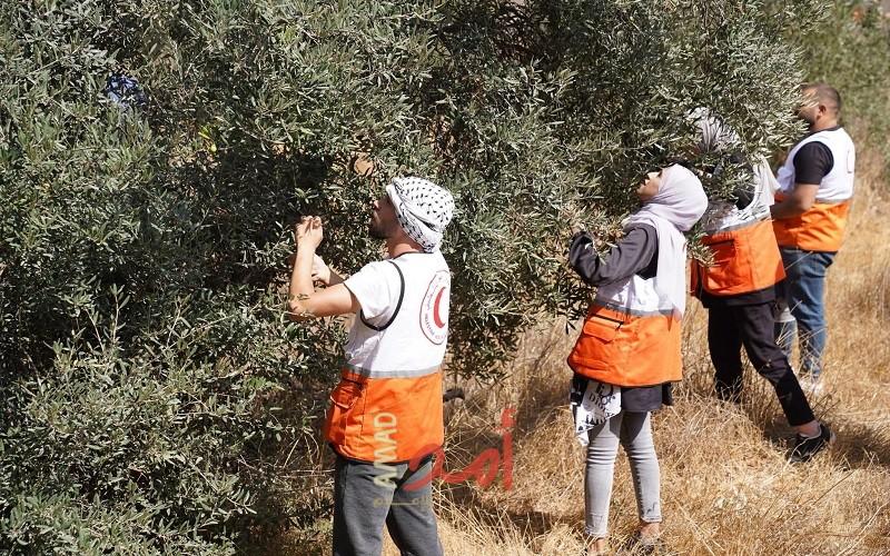 الهلال الأحمر الفلسطيني تستعد لإطلاق الحملة الوطنية لقطف الزيتون
