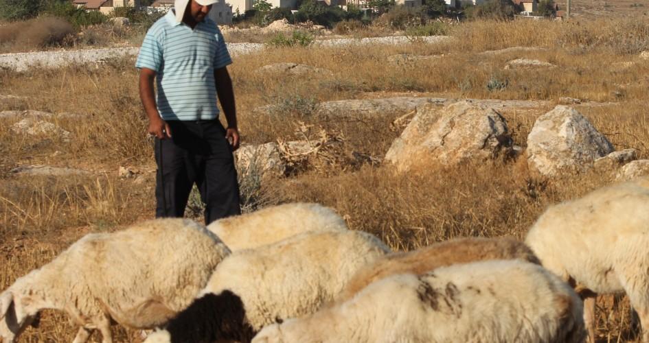 نابلس: مستوطنون يسرقون عشرات الأغنام من عراق بورين