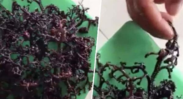 بالفيديو .. مخلوق بحري غريب يحيّر سكان فيتنام