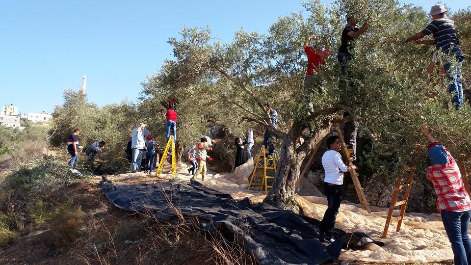 الخليل: مستوطنون يهاجمون قاطفي الزيتون في تل الرميدة