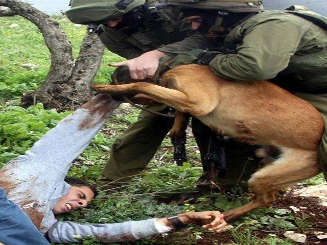 جمعية الرفق بالحيوان الفلسطنية تحضر  رسالة لهولندا لوقف تصدير الكلاب الهجومية للجيش الإسرائيلي