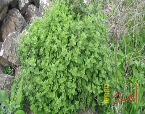 بينها معالجة السعال.. 10 فوائد للزعتر البري