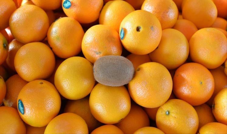 حبة كيوي تعادل كيلو جراما من البرتقال