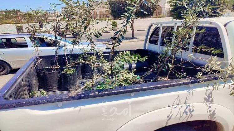 غزة: زراعة خانيونس تتلف أشتال مصابة بداء "سل الزيتون"