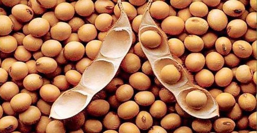 دراسة: فول الصويا يخفض نسبة الكولسترول بالدم