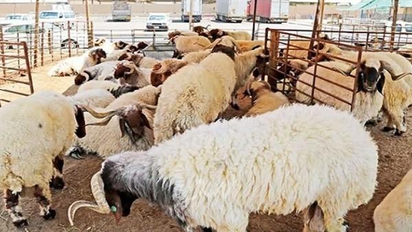 مفتي فلسطين: يجوز التضحية بالعجول المسمنة