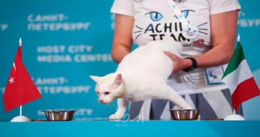 القط "أخيل" يتنبأ بالفائز من مواجهة روسيا وبلجيكا