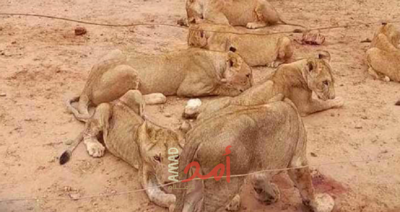 إجلاء (23) أسداً من السودان والوجهة دولتان إحداهما عربية