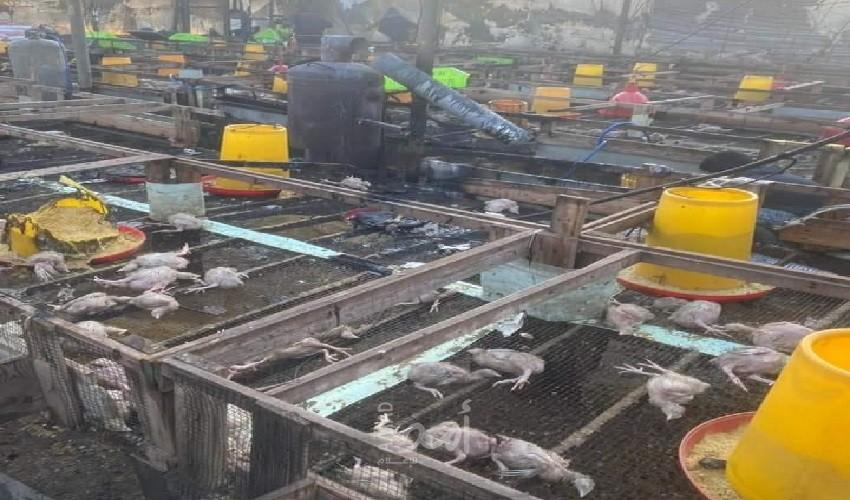 غزة: حريق بمزرعة دواجن يؤدي إلى نفوق أكثر من 4000 دجاجة