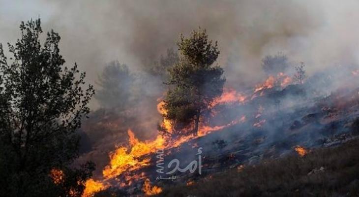 حرائق تأتي على مئات الدونمات المزروعة بأشجار الزيتون جنوب طوباس