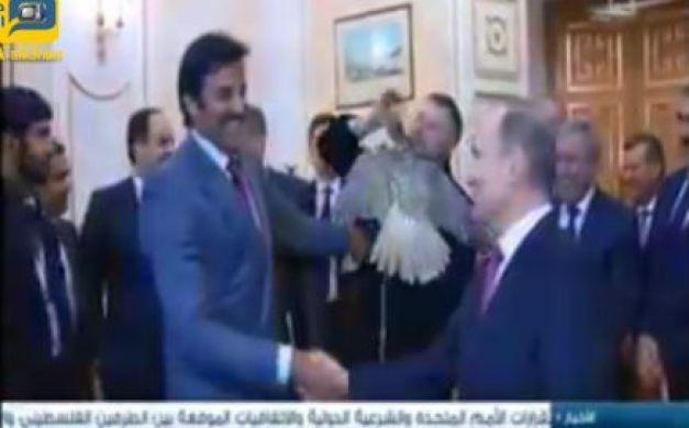 بوتين يهدي الشيخ تميم أمير دولة قطر صقراً - فيديو