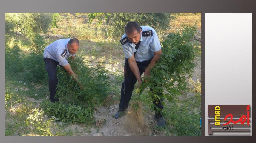 ضبط 250 شتلة "مرجوانا" مخدرة في رام الله