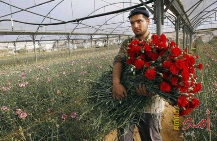 "الأناضول": "عيد الحب" يزور غزة المحاصرة على استحياء