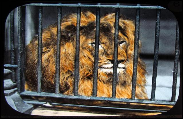 بالصور.. 20 صورة من لوحات مذهلة للحيوانات منذ 150 عاما فى حديقة لندن