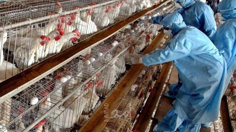 لجنة الطوارئ الوطنية لمواجهة انتشار انفلونزا الطيور تعقد اجتماعاً برام الله