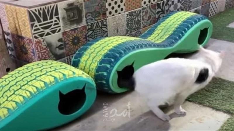 مبادرة لإيواء القطط وحمايتها من البرد في شوارع القاهرة -فيديو