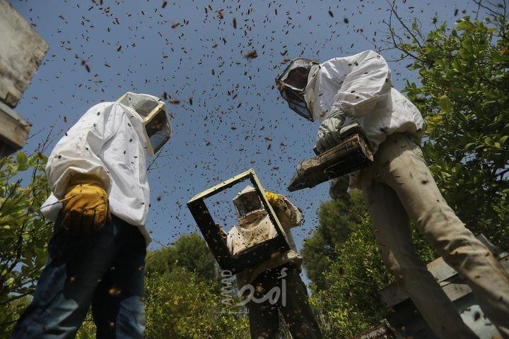 النوم مع النحل...طريقة جديدة لعلاج الأمراض