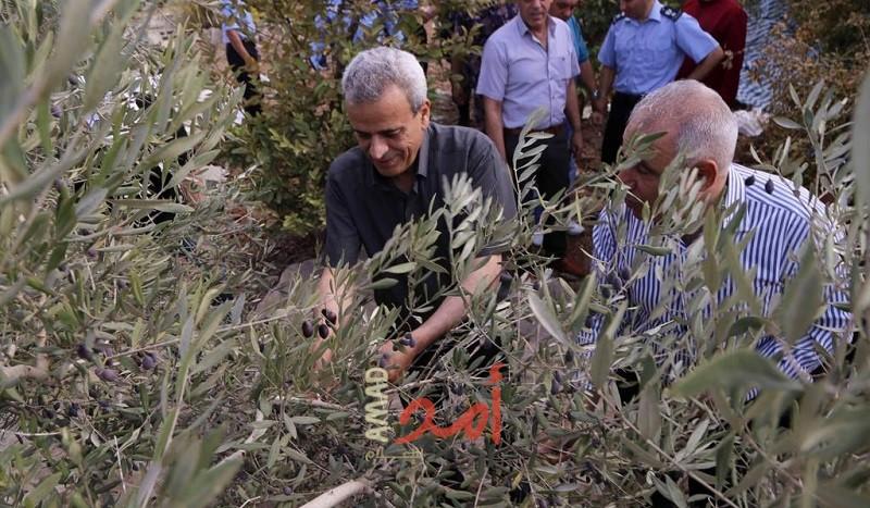قلقيلية: يوم لـ"قطف الزيتون" في بلدة جيوس