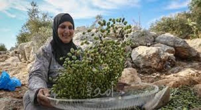 الاحتفال بمهرجان حصاد الزيتون "جاروعة 2019" في جنين