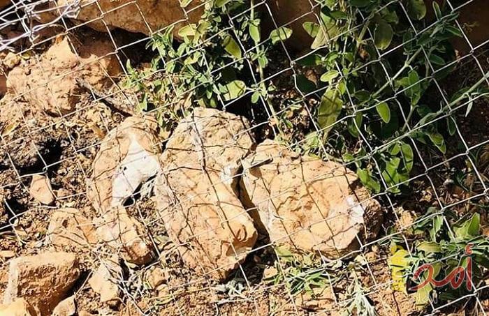 مستوطنون يقتلعون أشتال زراعية في بيت لحم