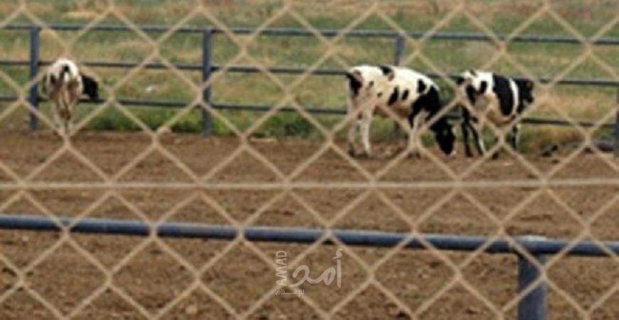 مستوطنون يبنون حظائر جديدة للأبقار على أراضي الأغوار