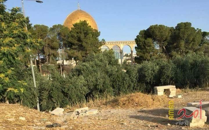 قوات الاحتلال تقلع أشجار الزيتون التي زُرٍعت بالأقصى في رمضان - صور