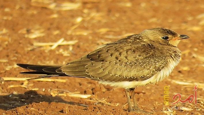 طائر أبو اليسر اسود الجناح في مرج ابن عامر