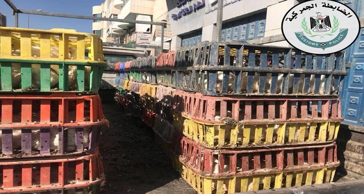 الخليل: اتلاف ثلاثة أطنان من الدجاج غير صالحة للاستهلاك