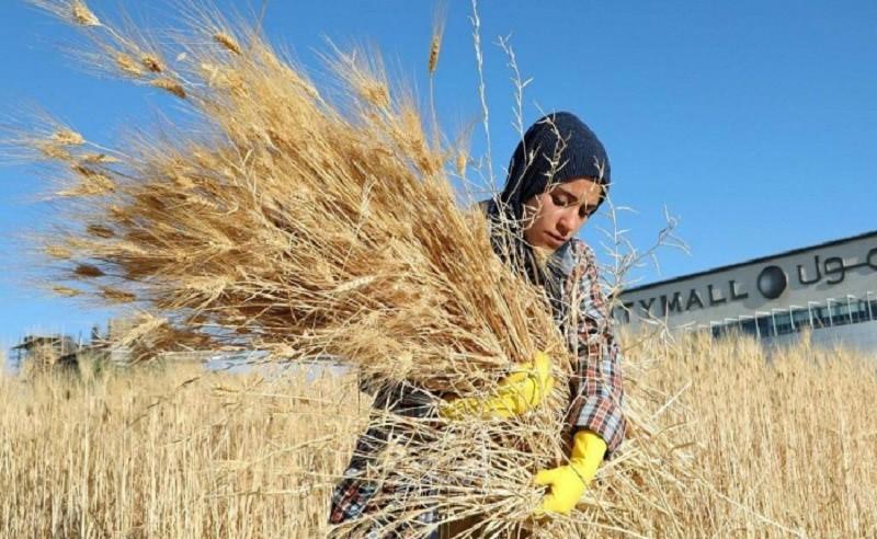 تشيلي تحذر من آثار تغير المناخ على القمح خلال 2024