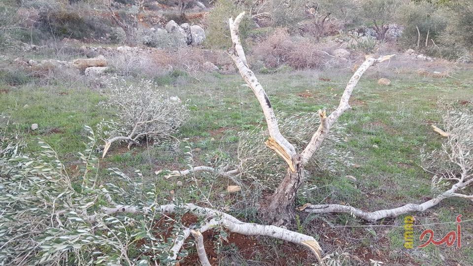 مستوطنون يقطعون أشجار زيتون شمال نابلس