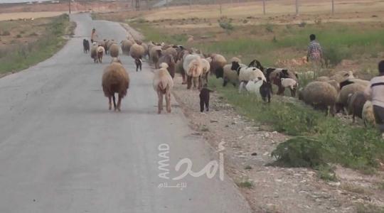 مستوطن يدهس قطيعاً من الماشية جنوب الخليل