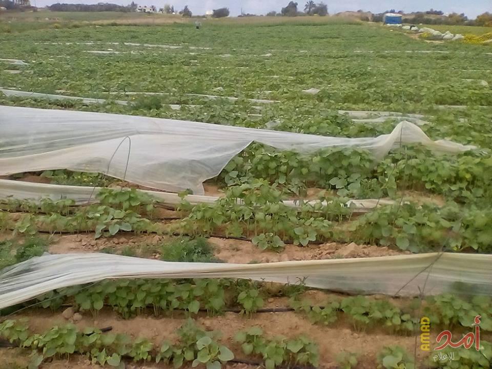 بالصور - تقرير خاص.. هكذا تسمم طائرات الاحتلال المحاصيل الزراعية في غزة