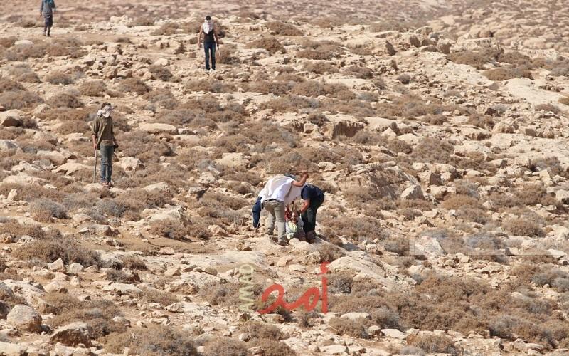 مستوطنون إرهابيين يطعنون متضامنة أجنبية بسكين في بيت لحم