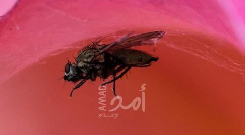 الليشمانيا تثير فزع السعوديين..  والصحة ترد