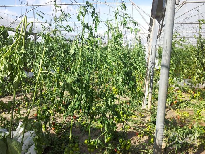 بلدية غزة تزرع 750 شتلة في حدائق وشوراع المدينة خلال نوفمبر