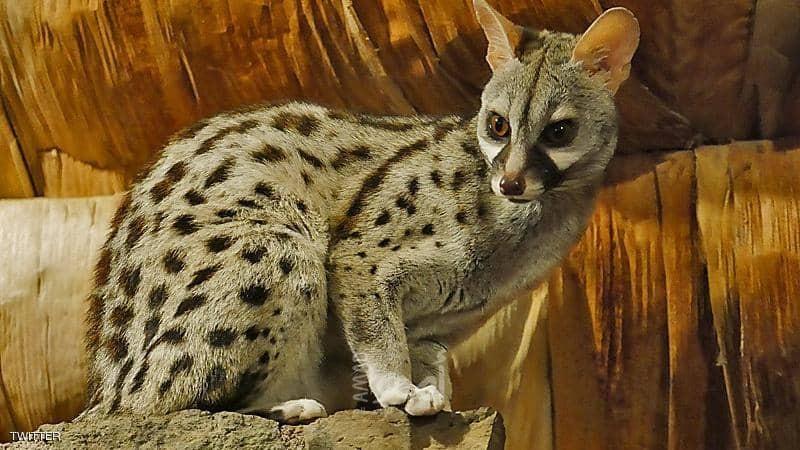 مع غياب البشر.. ظهور حيوان نادر "خجول" في الجزائر