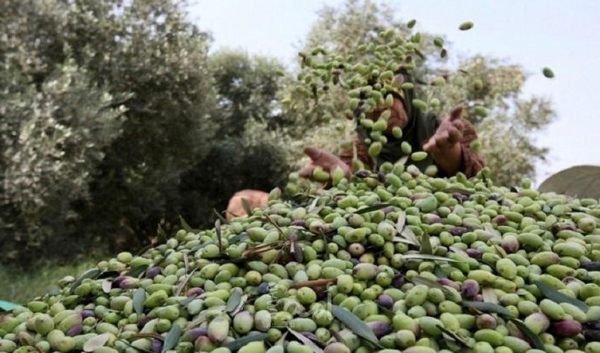 مستوطنون يسرقون ثمار الزيتون جنوب نابلس